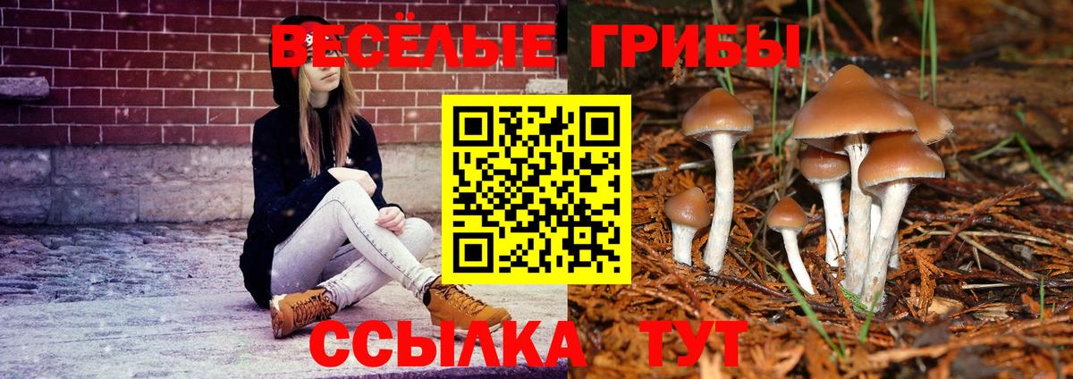 Псилоцибиновые грибы Cubensis Менделеевск